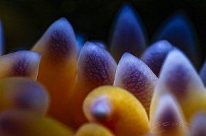 ~ Burning Flame ~

Close up of the Gasflame nudibranch'... by Geo Cloete 